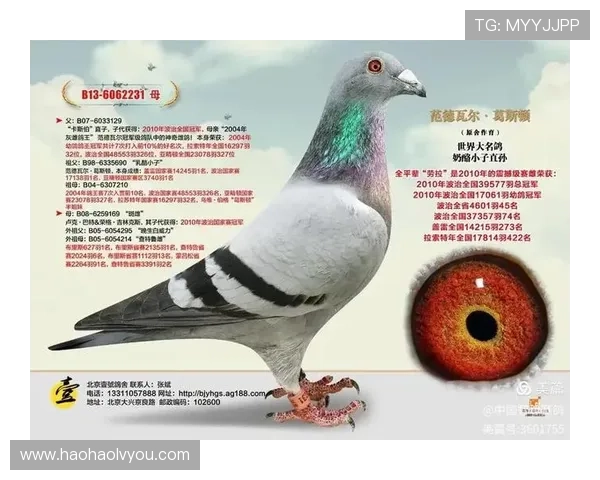 壹号官网链接打不开的常见原因及快速解决的实用技巧